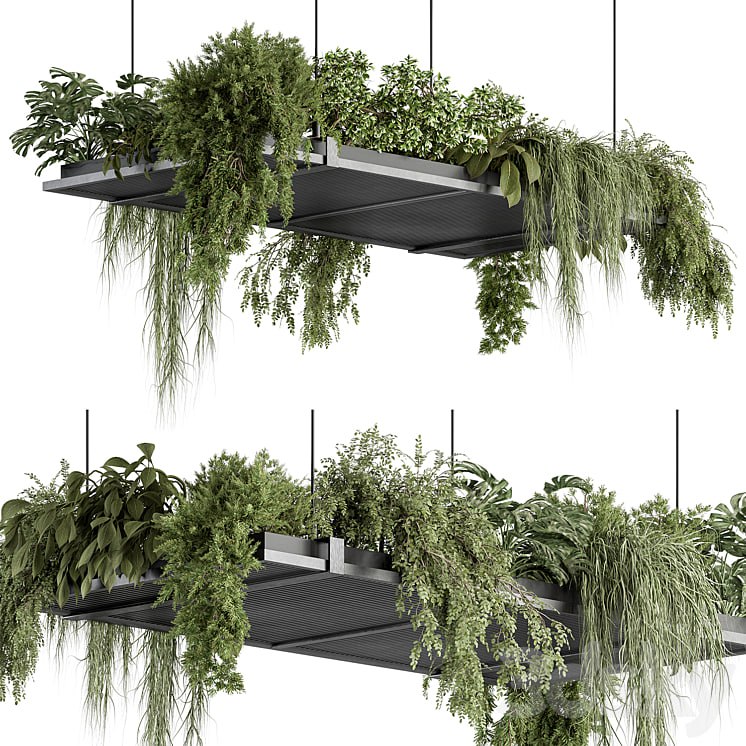 indoor Plant 443 – Hanging Plants
